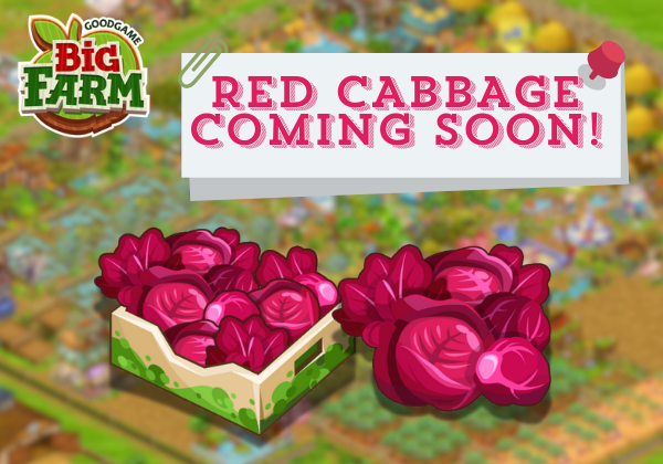 Red Cabbage is taking root!